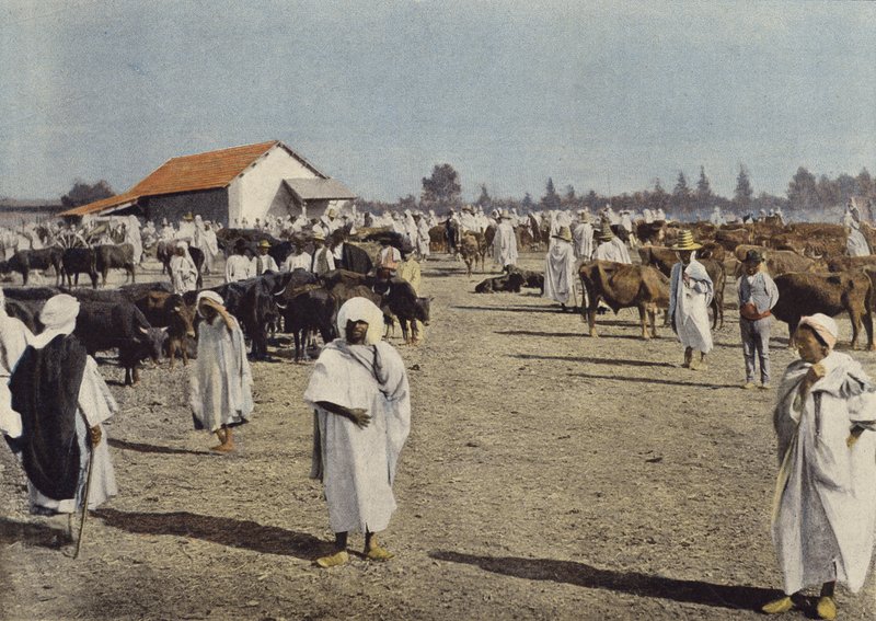 Kvægmesse i Sidi-Bel-Abbes af European Photographer