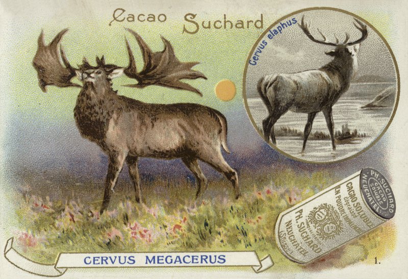 Megaloceros og kronhjort af European School
