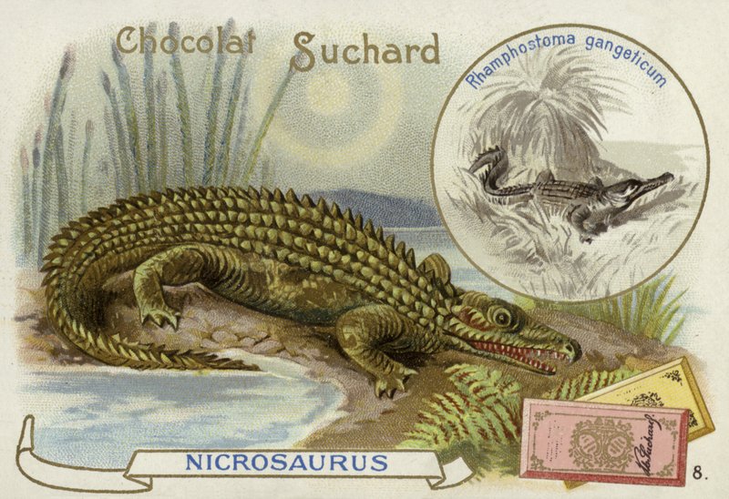 Nicrosaurus og krokodille af European School