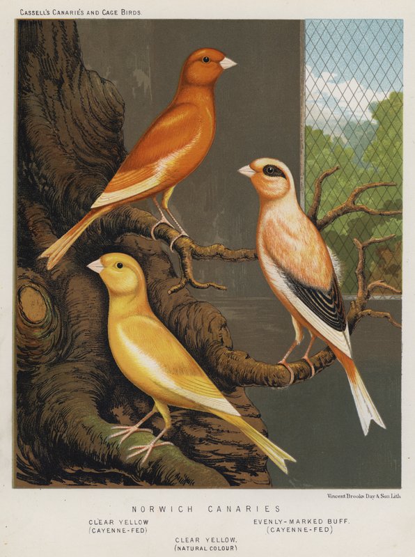 Norwich Canaries, klar gul, cayenne-fodret, jævnt markeret buff, cayenne-fodret, klar gul, naturlig farve af European School