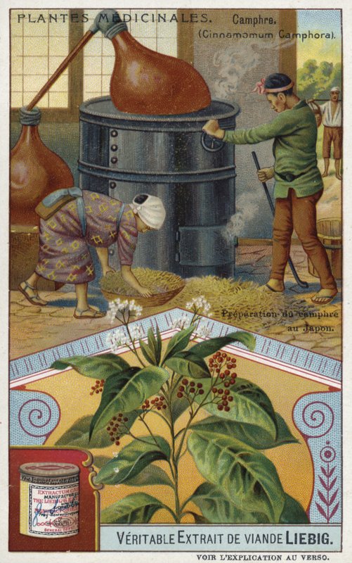 Preparing camphor in Japan  af European School