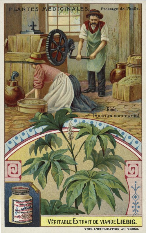 Ricin: pressing of oil  af European School