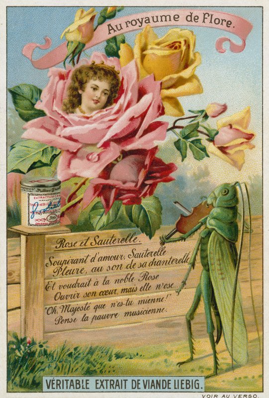 Rose and grasshopper  af European School