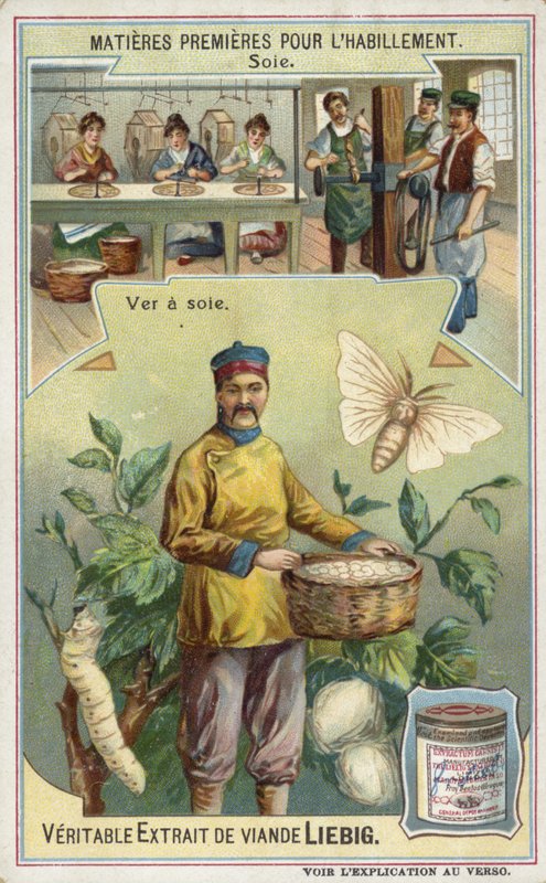 Silk: silkworm  af European School