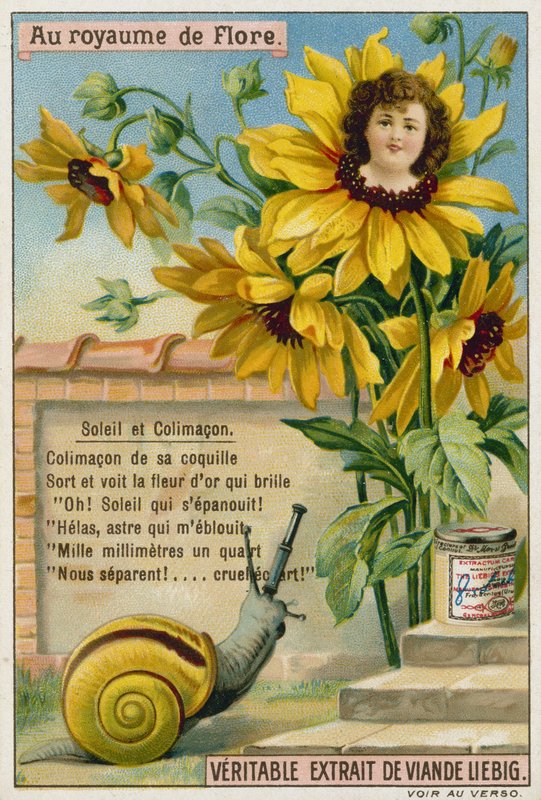 Sunflower and snail  af European School
