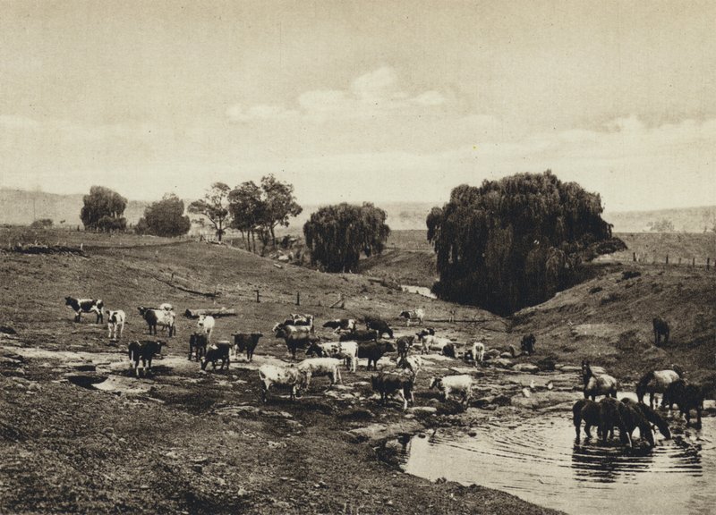 Australien, Cattle, Queensland (s/h-billede) af European Photographer