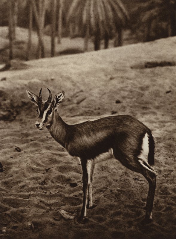 Gazelle på kanten af Nefta Oasis (s/h foto) af European Photographer