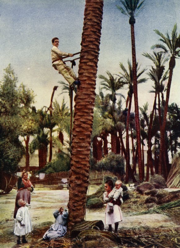 Palmelunde i Elche (foto) af European Photographer