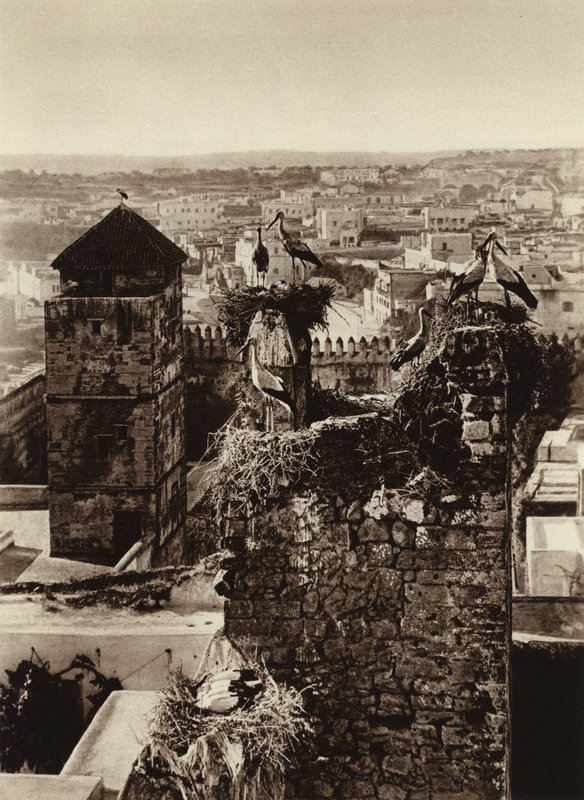 Rabat, storke i Kasbah Oudaya (s/h foto) af European Photographer