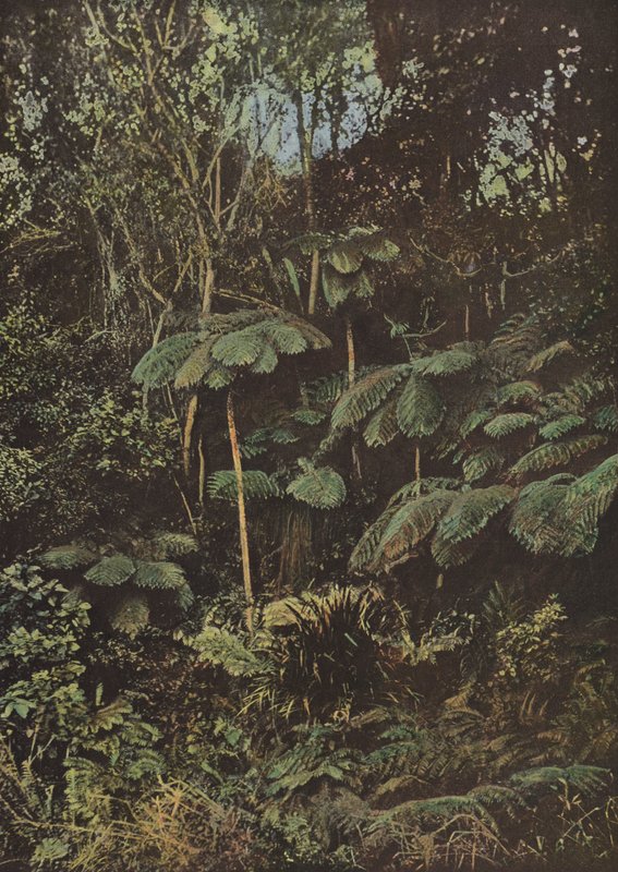 Vegetation, Fougeres Arborescentes af European Photographer