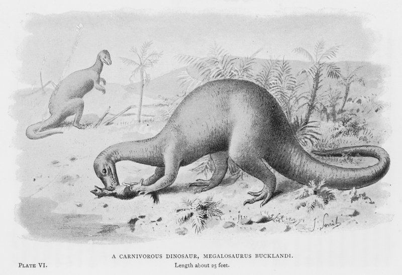 En kødædende dinosaur, Megalosaurus Bucklandi (litho) af European School
