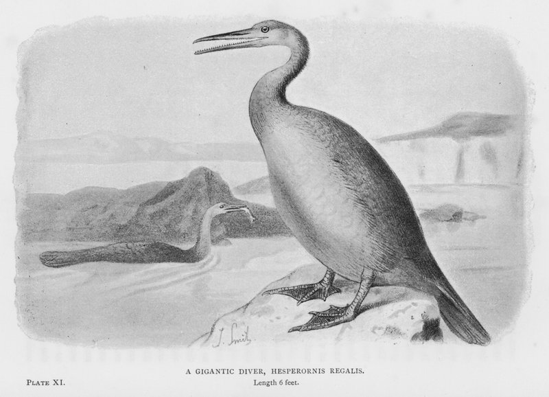 En gigantisk dykker, Hesperornis Regalis (foto) af European School