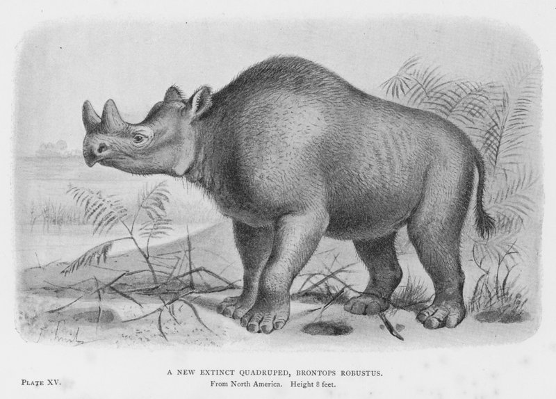 En ny uddød firbenet, Brontops Robustus (litho) af European School