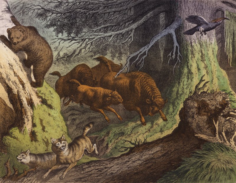 En russisk skov, der viser bjørnen, den russiske bison og ulven (farvelitografi) af European School