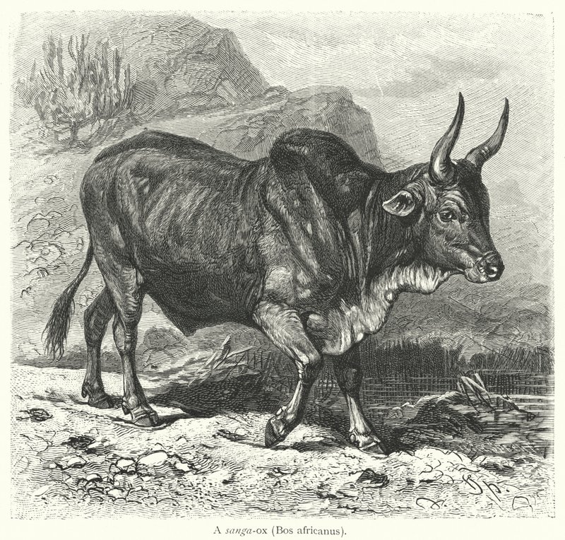 En sanga-okse, Bos africanus (gravering) af European School