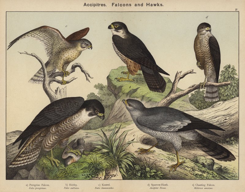 Accipitres, Falcons og Hawks af European School