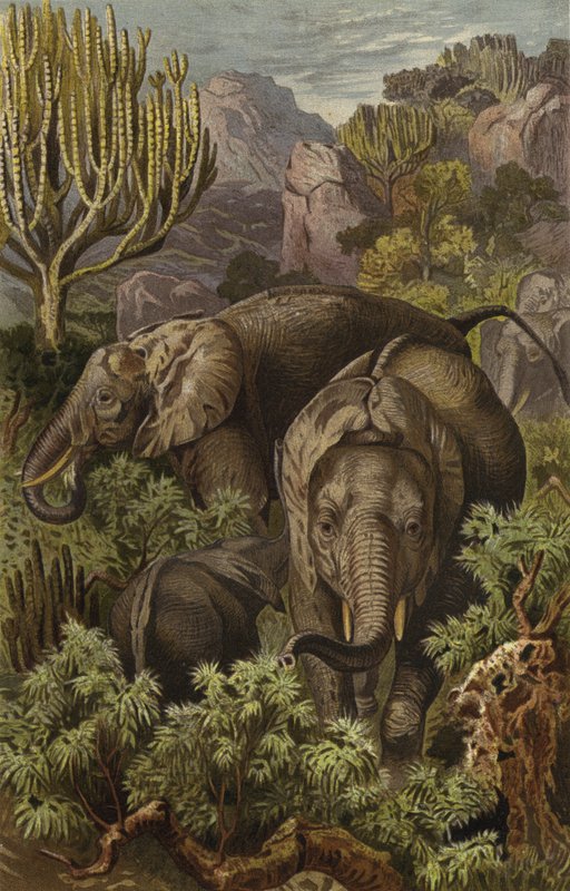 afrikansk elefant af European School