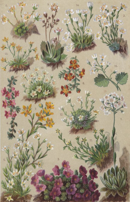 Alpeflora (chromolitho) af European School