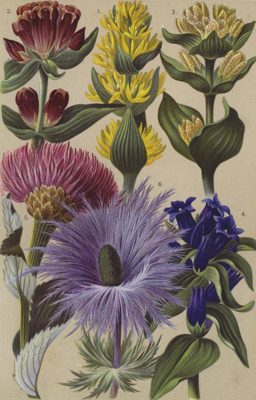Alpine flora af European School
