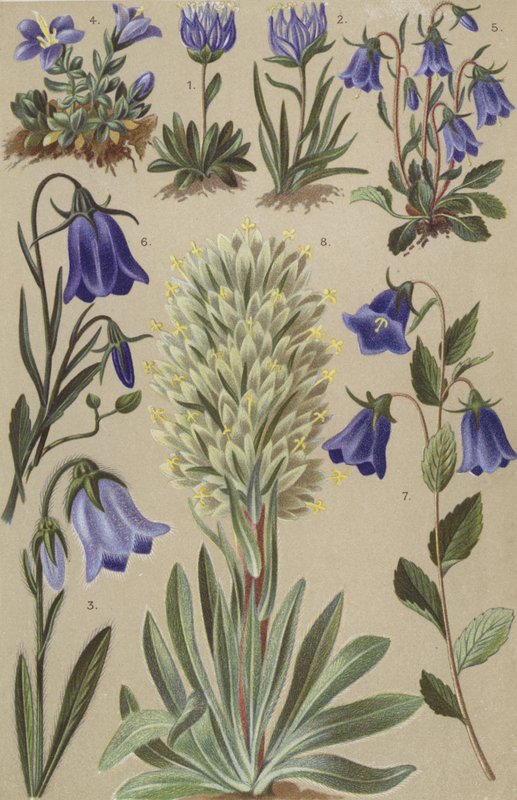 Alpine flora af European School
