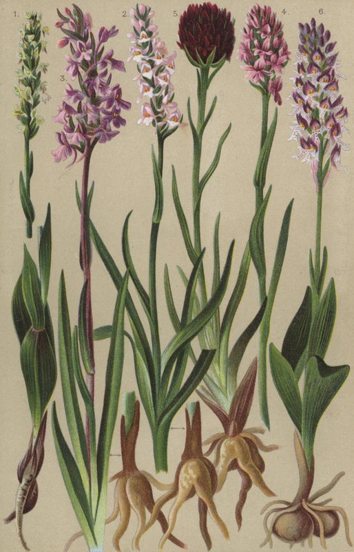 Alpine flora af European School
