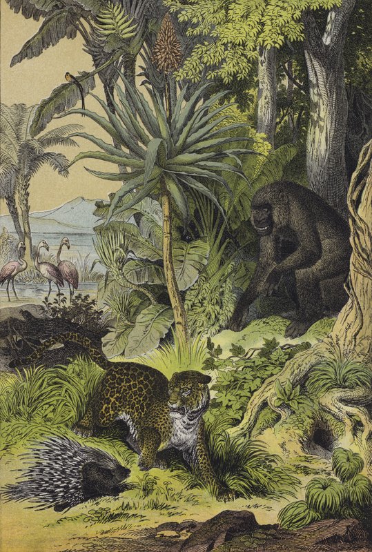 Dyr og planter fra Ækvatorialguinea (farve litho) af European School
