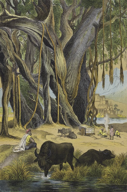 Dyr og planter i Indien (farve litho) af European School