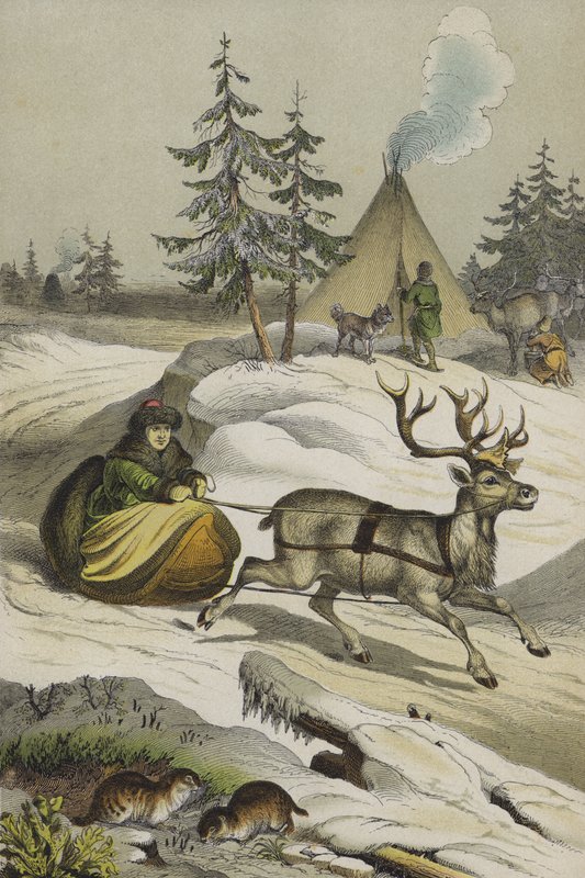 Dyr og planter i Lapland (farve litho) af European School