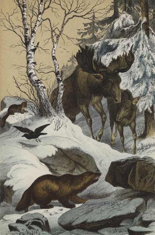 Dyr og planter i Lapland (farve litho) af European School