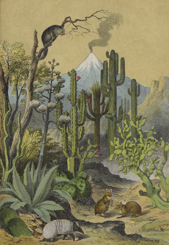 Dyr og planter i Mexico (farve litho) af European School