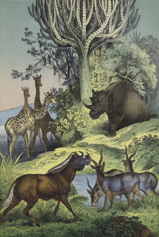 Dyr og planter i det abessiniske bjergland (farve litho) af European School