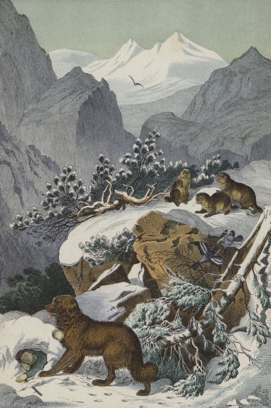 Dyr og planter i Alperne (farve litho) af European School
