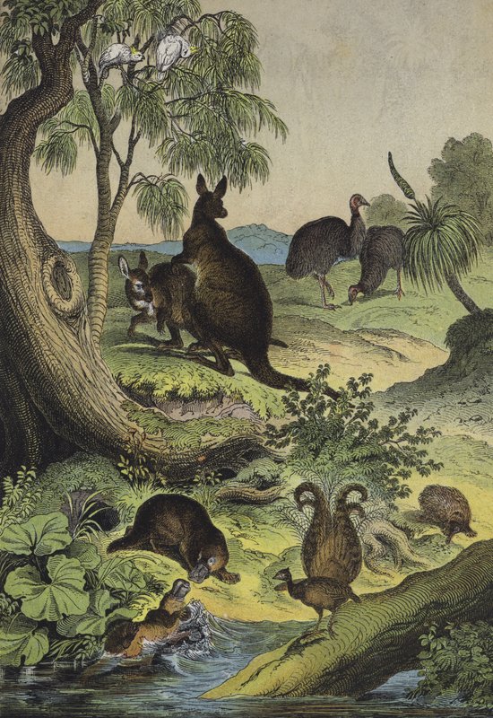 Dyr og planter i det australske indre (farve litho) af European School