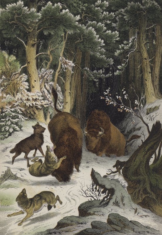 Dyr og planter i Bialowicz-skoven, Litauen (farve litho) af European School
