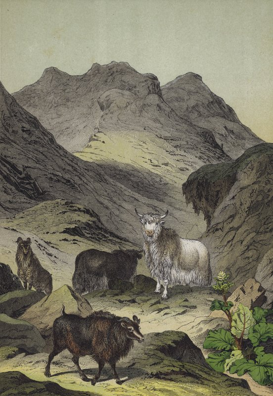 Dyr og planter i Tibets højland (farve litho) af European School