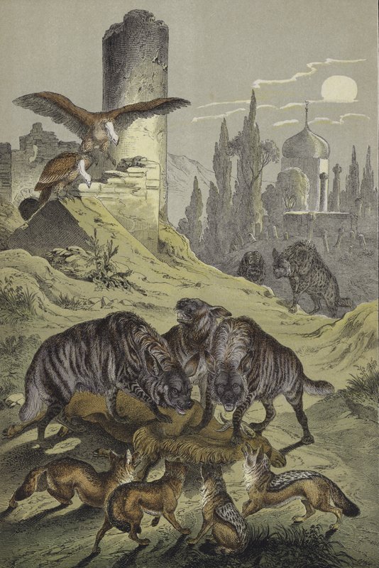 Dyr i Nordafrika (farve litho) af European School
