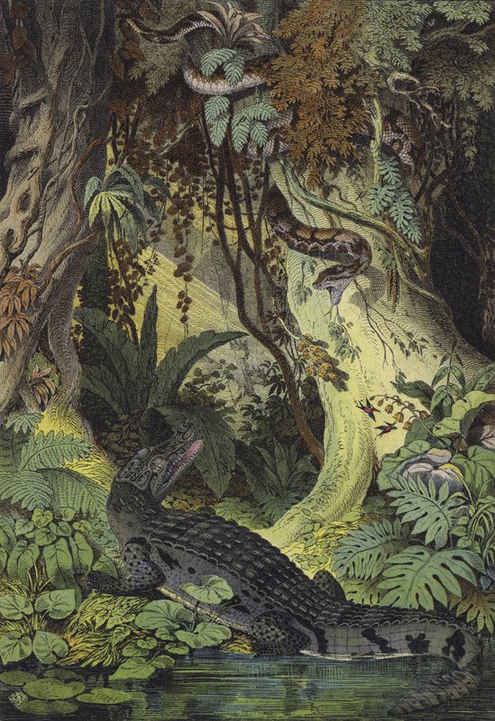 Dyr fra Amazonas jungler i Brasilien (farve litho) af European School