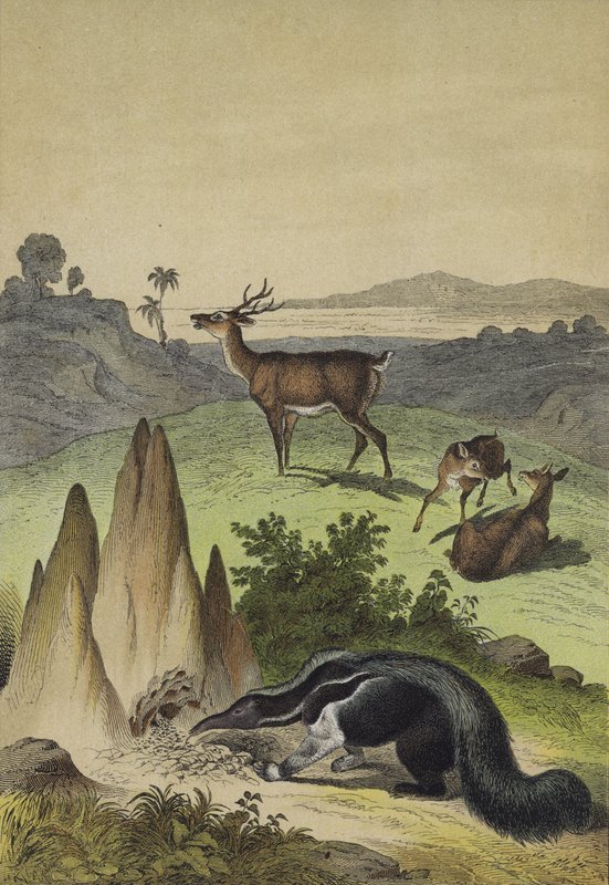 Dyr fra den sydamerikanske pampas (farve litho) af European School
