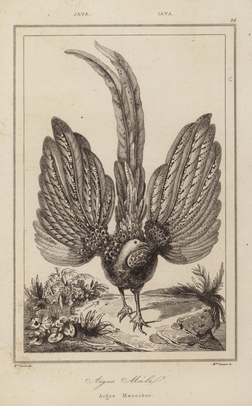 Argus Malel, Argus Maennchen af European School