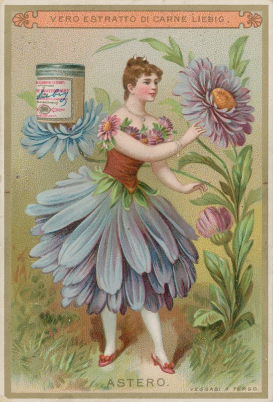 Aster blomsterpige af European School