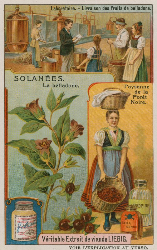 Atropa Belladonna eller Nightshade af European School