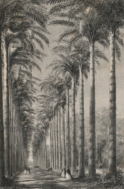 Allé med palmer i Rio-De-Janeiros botaniske have (gravering) af European School