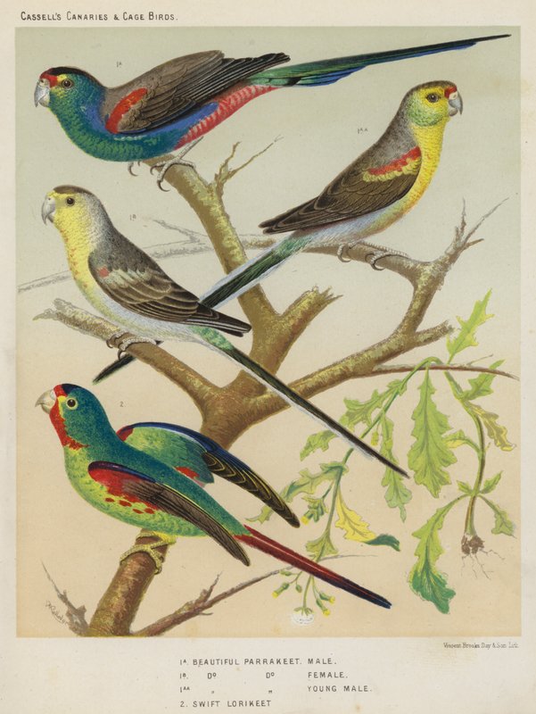 Smuk parakit, han, hun, ung han, Swift Lorikeet (farvelitografi) af European School