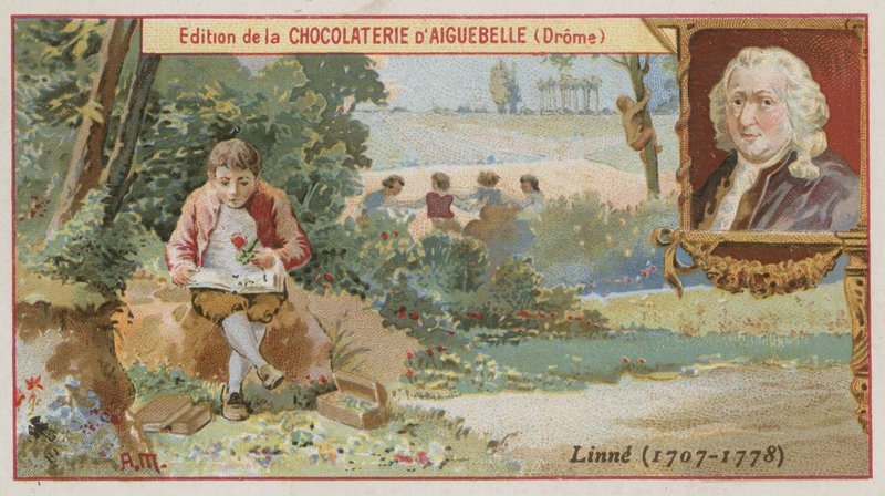 Carl Linnaeus, svensk botaniker og zoolog af European School