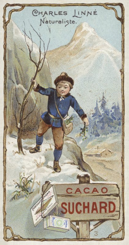 Carl Linnaeus, svensk botaniker og zoolog, som barn af European School
