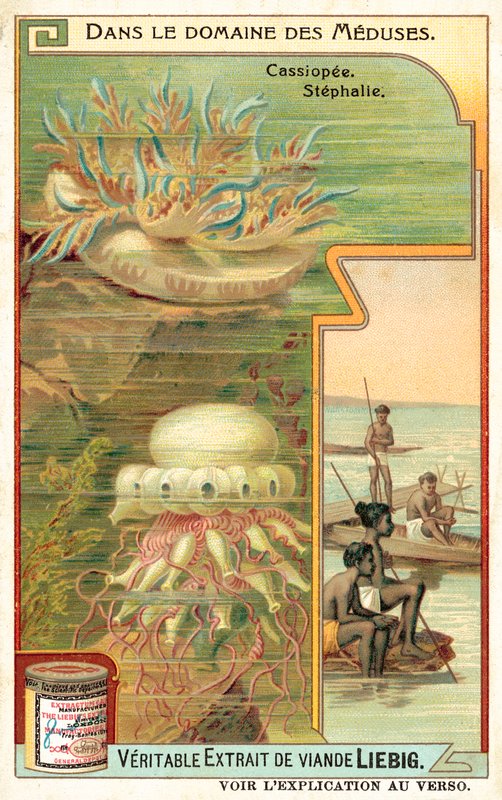 Cassiopeia og Stephalia (chromolitho) af European School