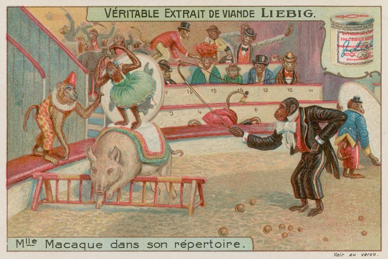 Cirkus af aber af European School