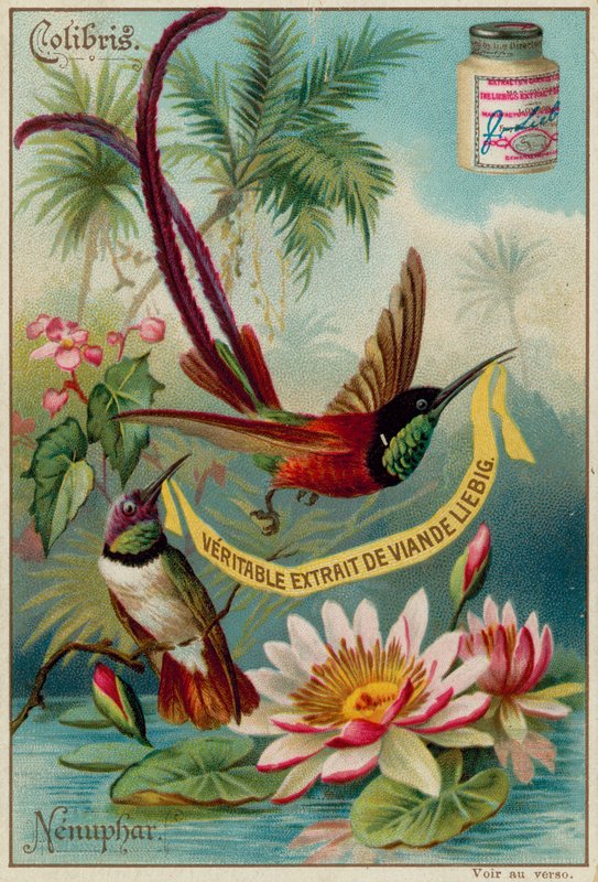 Colibris og Nenuphar af European School