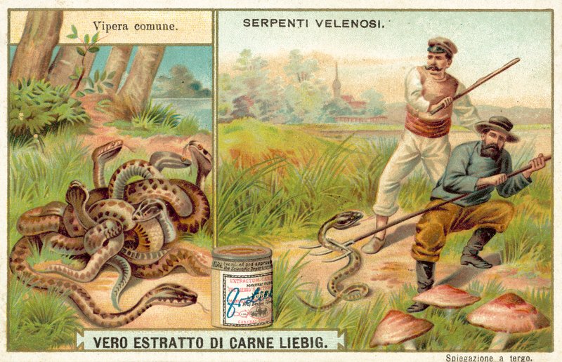 Almindelig adder (chromolitho) af European School
