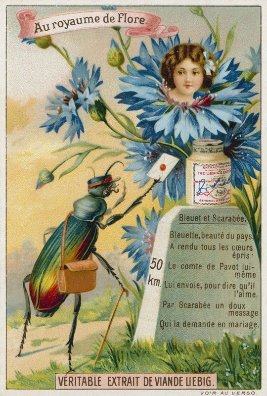 Cornflower and beetle  af European School